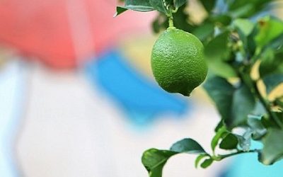 Ajuts d’alimentació 2025-2026
